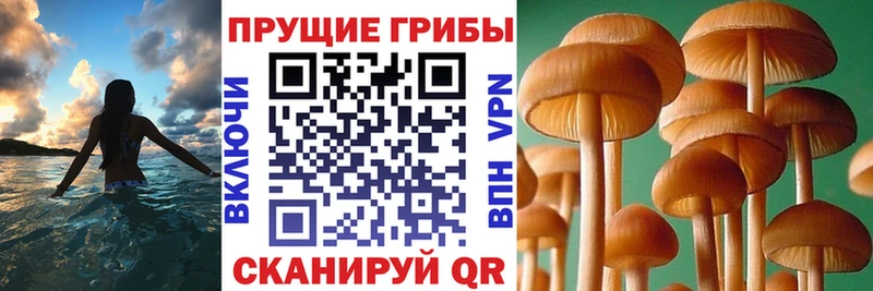 MEGA ССЫЛКА  Ермолино  Галлюциногенные грибы Magic Shrooms  где купить наркоту 